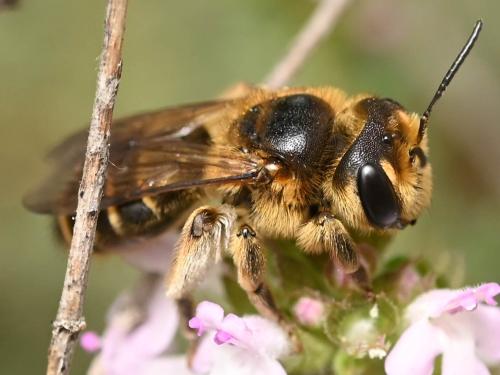 Réf. 345 988 : Andrena flavilabris